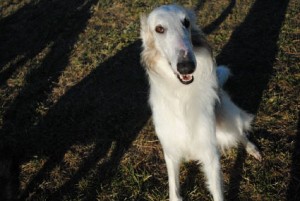 petpics2